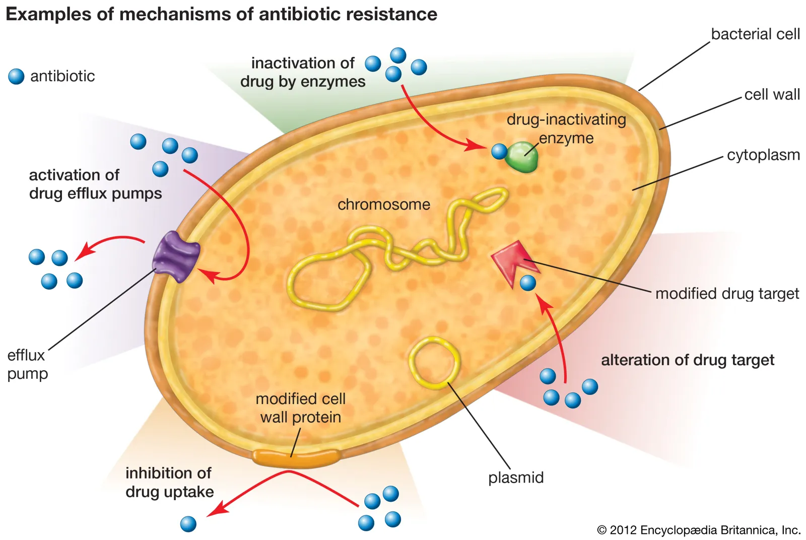 antibiotic resistance bacteria to the killing,bacteriostatic, antibiotic agent,resistant strain