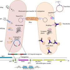 infectious diseases, bacterial diseases, antibiotic resistance, genes to minimize effects of antibiotics