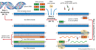 polymerase chain reaction numerous copies ,DNA,quantities of DNA, experiments