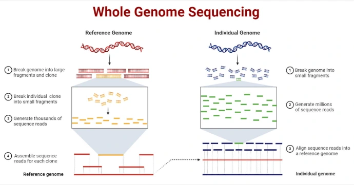 Whole Genome Sequencing Whole Genome Sequencing, DNA sequence,organism,bioinformatic tools