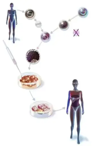 Stem Cells in Development, Differentiation, and Therapy